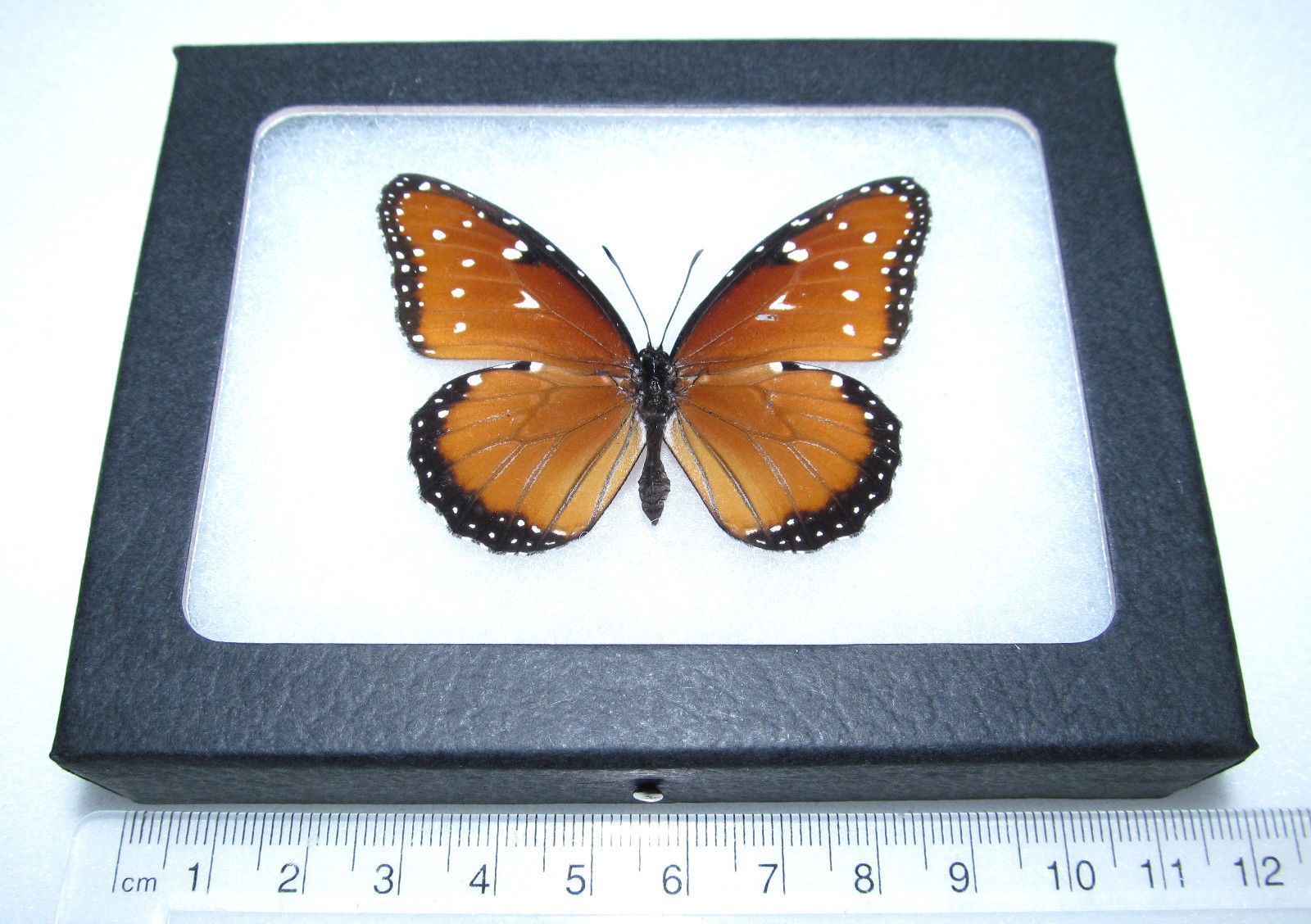 Danaus gilllippus (aberration - extra white markings) (Internet Image property of respective owner, non-commercial use only)